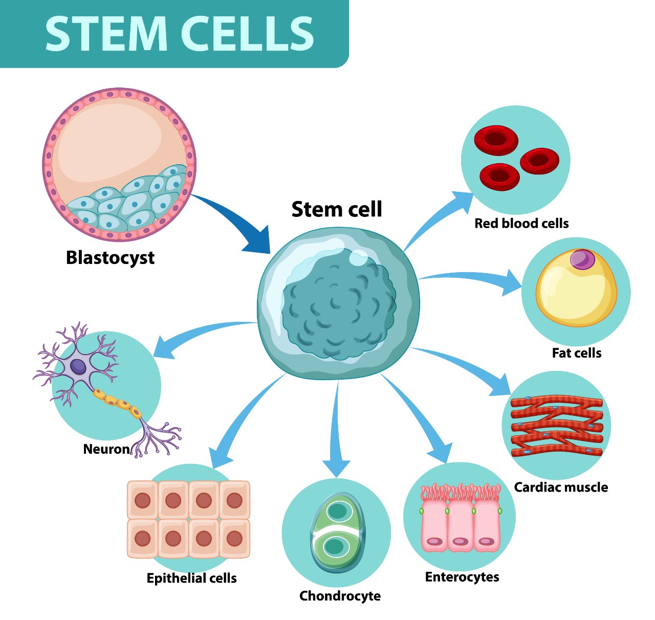 Stem Cell infographic